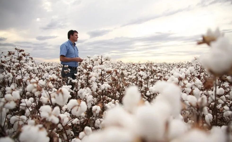 Cotton grown by Sundown Pastoral