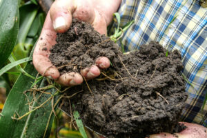Soil sampling. Image credit: iStock/Jacob Mathers