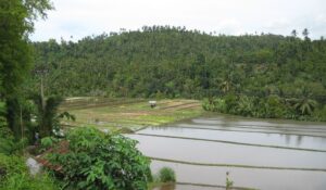 Rice cultivation in Bali Image credit Elaine Watson